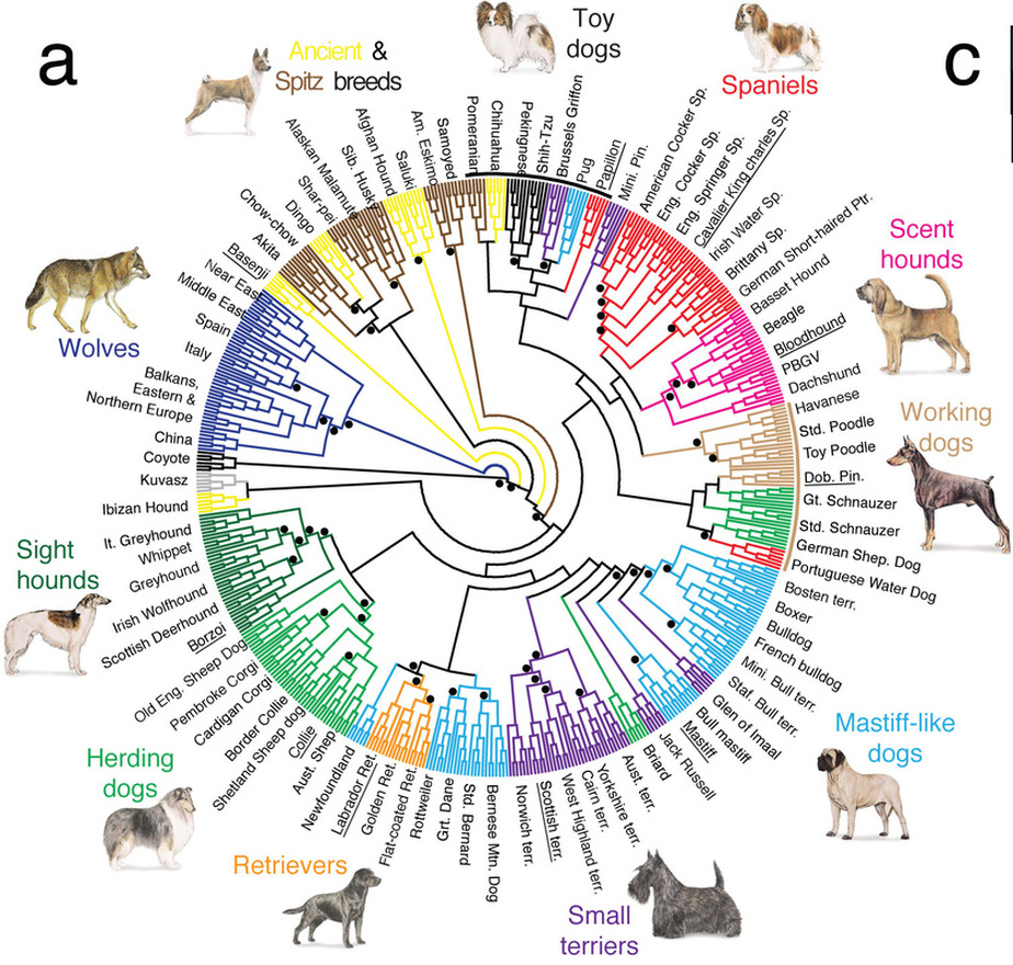 evolution of dog timeline